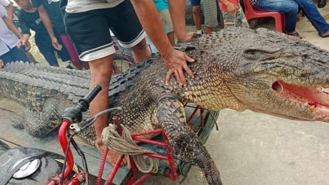 This is the chilling moment a killed crocodile surfaced with the body of a housewife in its jaws. The 13ft estuarine reptile pounced on Nurhawati Zihura, 46, while she was washing her feet in the seawater next to her coastal village in North Sumatra, Indonesia, this morning. Shocked locals heard the mother's screams but could only watch as the beast thrashed her body in a haunting 'death roll' to disorientate her. The croc then dragged away the woman as she disappeared below the surface close to the Deaa Orahili Beach in the Pulau-Pulau Batu district of South Nias Regency. Shockingly, the animal emerged around two hours later holding Nurhawati's lifeless body in its jaws. Footage shows how locals threw dead chickens into the water to distract the deadly croc and make it release the body. CPR was attempted but Nurhawati was already dead. The crocodile was later caught and shot dead by worried locals.??????PACKAGE: Video, pictures, text