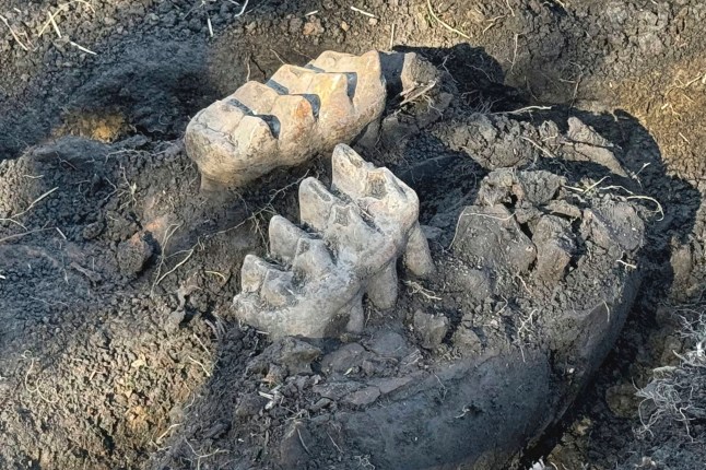 New York State Museum and State University of New York Orange staff unearthed a complete well-preserved mastodon jaw, as well as a piece of a toe bone and a rib fragment, that were discovered by a man who spotted two giant teeth while gardening at his upstate New York home, near Scotchtown, NY. (New York State Museum via AP)