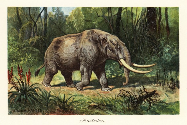 Mastodon, proboscidean belonging to the extinct genus Mammuthus, late Miocene to the Pleistocene. Colour printed illustration after Heinrich Harder from Wilhelm Bolsche's Tiere der Urwelt (Animals of the Prehistoric World), Reichardt Cocoa company, Hamburg, 1908. Heinrich Harder (1858-1935) was a German landscape artist and book illustrator. (Photo by: Florilegius/Universal Images Group via Getty Images)