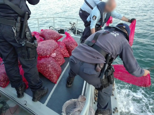 Law enforcement authorities from France, Portugal and Spain, supported by Europol, have arrested 62 members of multiple organised criminal groups involved in the illegal fishing of contaminated molluscs in Portugal and Spain. The 17 action days also resulted in the seizure of 30 tonnes of molluscs and 6 tonnes of glass eels worth up to EUR 10 million on the seafood market. Six of the suspects are considered High Value Targets by authorities.