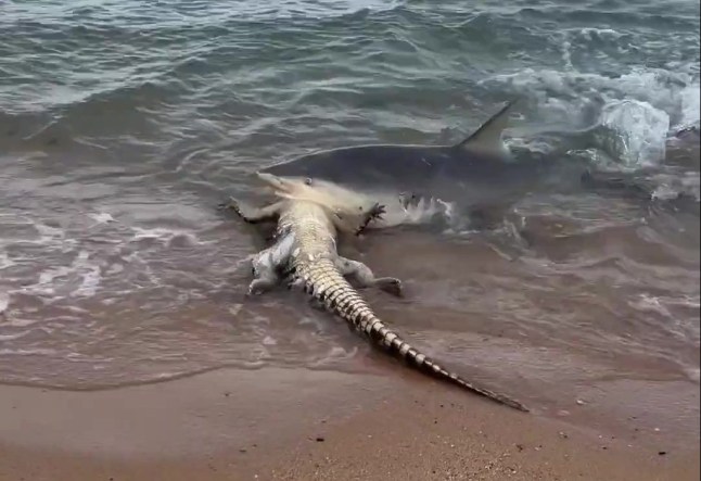 The moment the shark bit into the crocodile